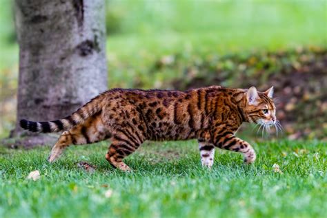 Exotic Pet Cats Bengal