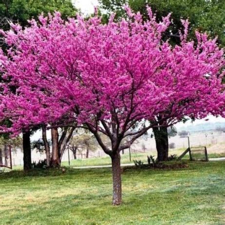 Eastern Redbud | Eastern Redbud Tree for Sale — PlantingTree