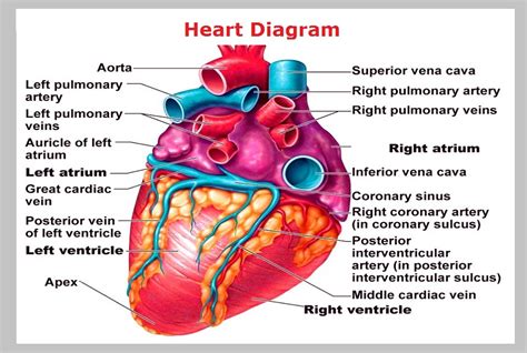 Artery Diagram Archives Page Of Graph Diagram | The Best Porn Website