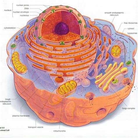 Eukaryotic cell structure diagrams : Biological Science Picture ...