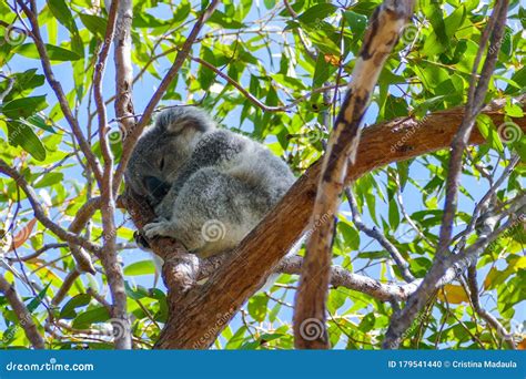 Koala sleeping in a tree stock photo. Image of cute - 179541440