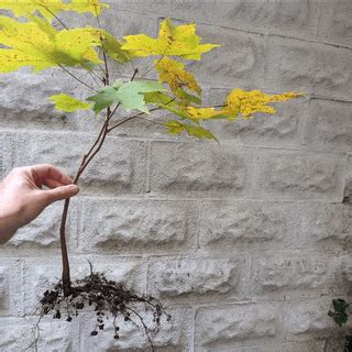 Dwarf Japanese maple detail : r/Bonsai