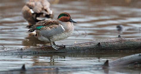 NW Bird Blog: Green-winged Teal