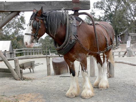 Chestnut Shire Horse Harness · Free photo on Pixabay