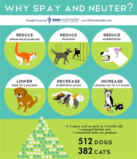 Tips About Spaying & Neutering | La Habra Animal Hospital & Pet Motel