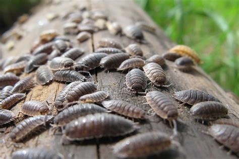 Natural Solutions to Get Rid of Woodlice in the Home - Easy Pest Control