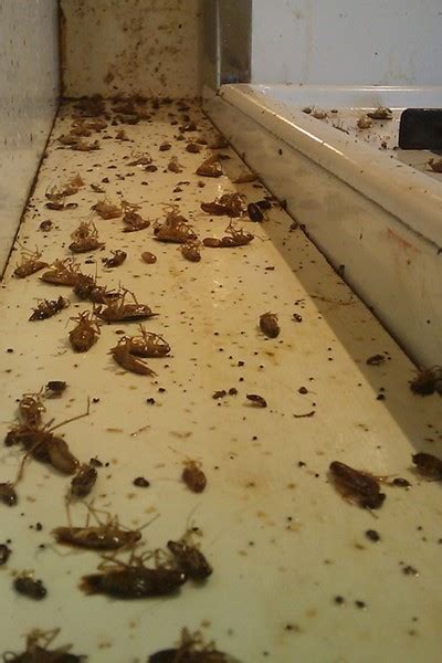 Restaurant Suffers from Cockroach Infestation - Batzner Pest Control ...