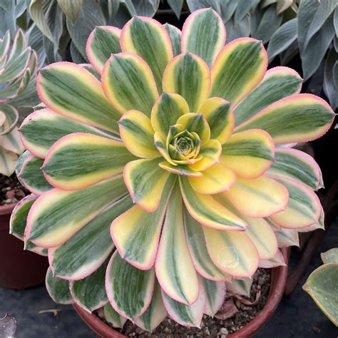 Aeonium 'Sunburst' - Copper Pinwheel Succulent (2" Pot) | Little Prince ...