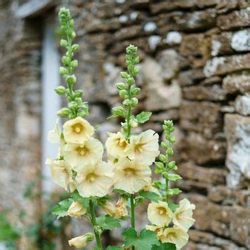 How to Grow Hollyhock Seeds | The Seed Collection