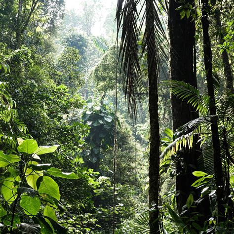 Tropical Rainforests: What Is Their Role In Climate Change? (1/3)