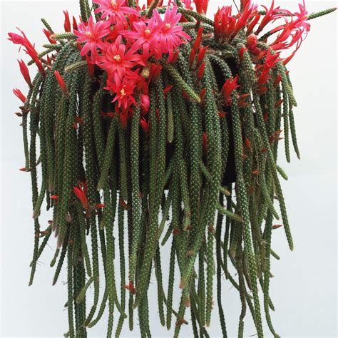 Planta de cactus de cola de rata – Yaxa Store