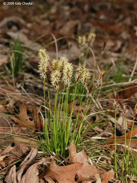 Carex pensylvanica (Pennsylvania Sedge): Minnesota Wildflowers