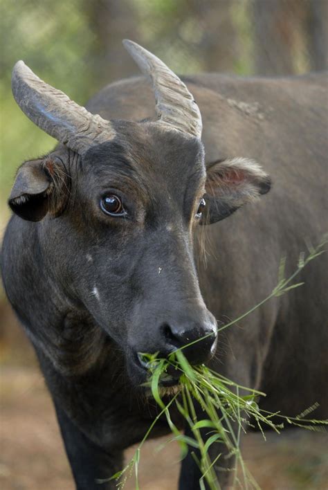 Philippines' rare dwarf buffalo charges against extinction | Rare ...