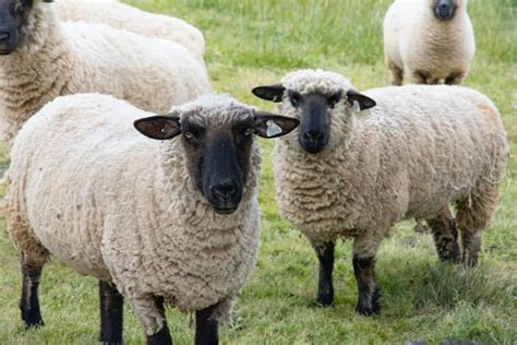 Suffolk Sheep Breed: Information, Behavior, and Care