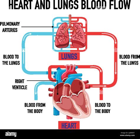 Diagram showing heart and lungs blood flow illustration Stock Vector ...