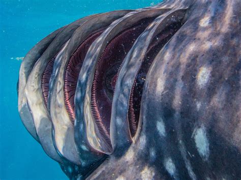 Underwater Photo of Whale Shark’s Gills Shows Incredible Anatomy of ...