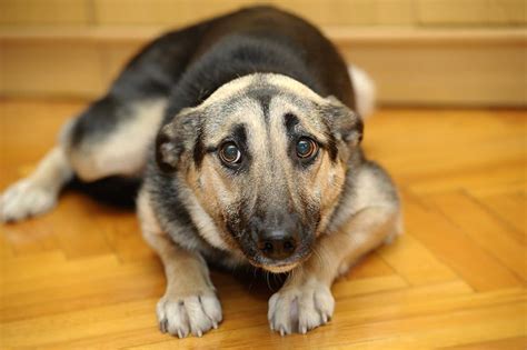 Cómo relajar a un Perro nervioso | Muy efectivo