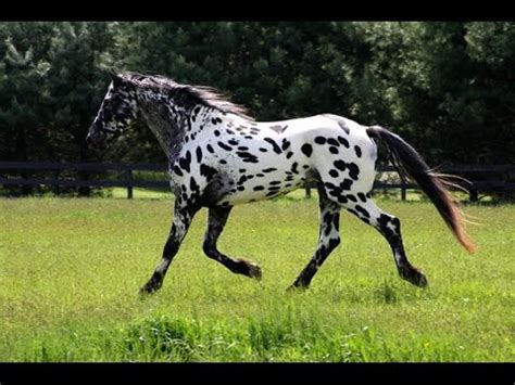 Legendary Design Friesian leopard Appaloosa Sport Horse - YouTube