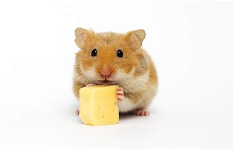 Can Hamsters Eat Cheese? – [Vet Explains Pets]