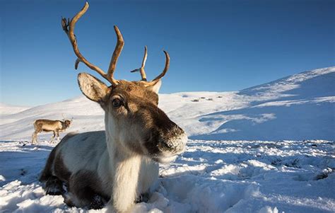 10 brrr-illiant reindeer facts! - National Geographic Kids