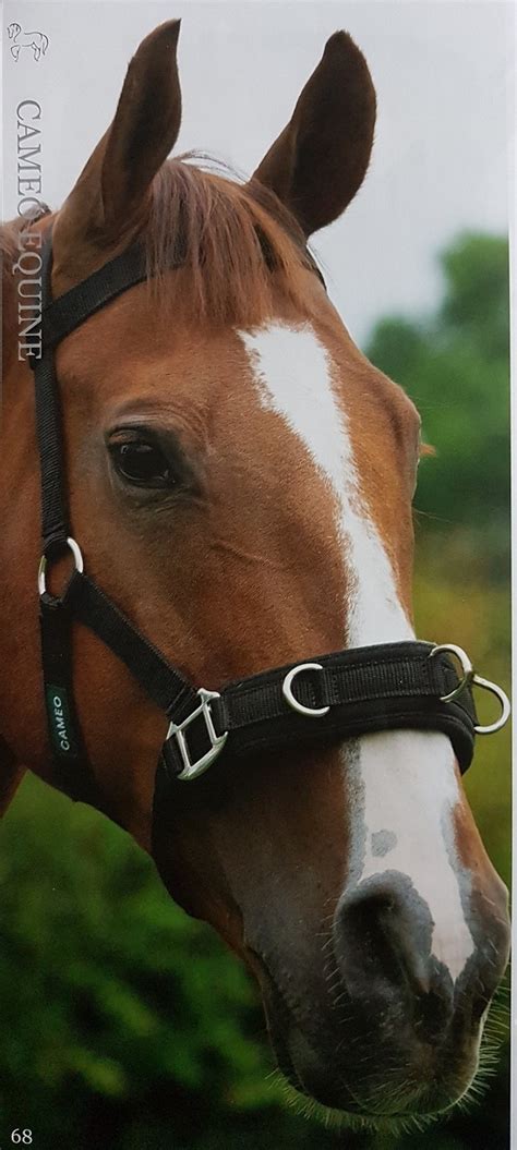 Cameo Equine Lunging Cavesson - Longsight Stables & Tack Shop