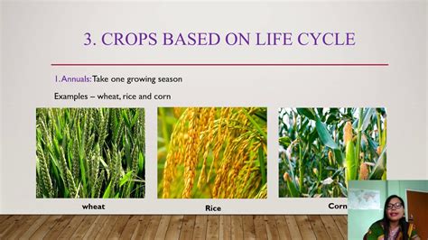 CROPS AND THEIR CLASSIFICATION - YouTube