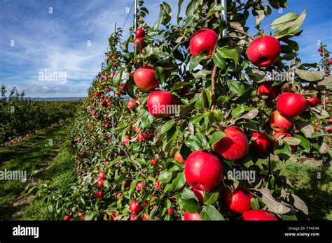 Honeycrisp apples in an orchard; Annapolis Valley, Nova Scotia, Canada ...