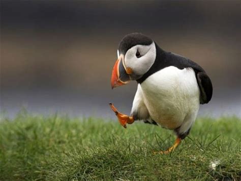 Puffin, pretty, amazing, habitats, Fratercula, birds, ecosystems ...