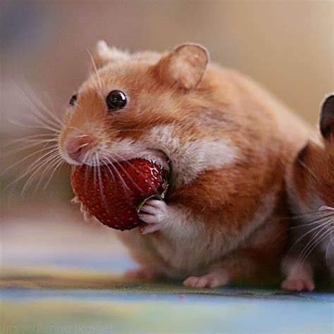 Hamsters Caught Stuffing Their Big, Fat Faces