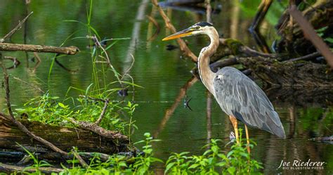 Great Blue Heron - Wildlife in Winter