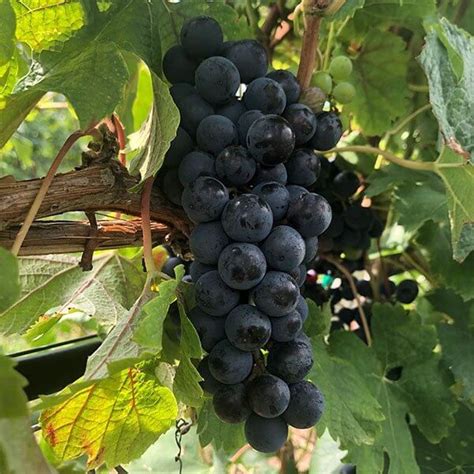 Merlot Grape Vines For Sale | Double A Vineyards