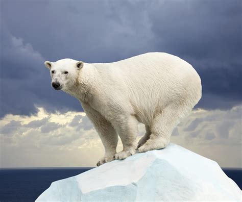 Can polar bears survive food shortages caused by global warming? - CBS News