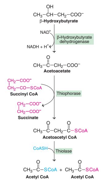 Ketone Bodies | Online Biochemistry Notes