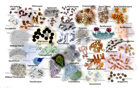 Mold Photos | Houston, Texas USA | Bioidea