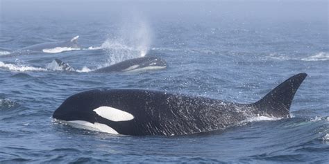 VIDEO: Orca Pod Fights Humpback Whales in Rare Encounter - Business Insider