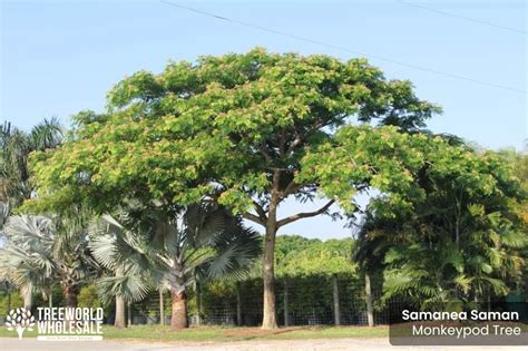 Samanea Saman - Monkeypod / Rain Tree for Sale Florida | Treeworld ...