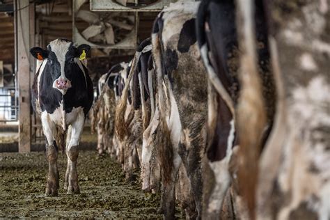 Sole Ulcers: Don’t Blame the Ration | Dairy Herd - Cornerstone AG ...