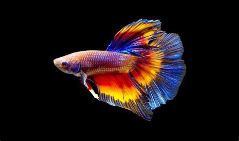 Veg News Beta Fish | Betta fish, Betta, Betta fish types