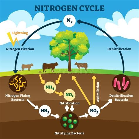 Nitrogen Cycle Vector Illustration. Labeled N2 Biogeochemical ...