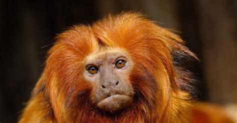 Golden Lion Tamarin - A-Z Animals