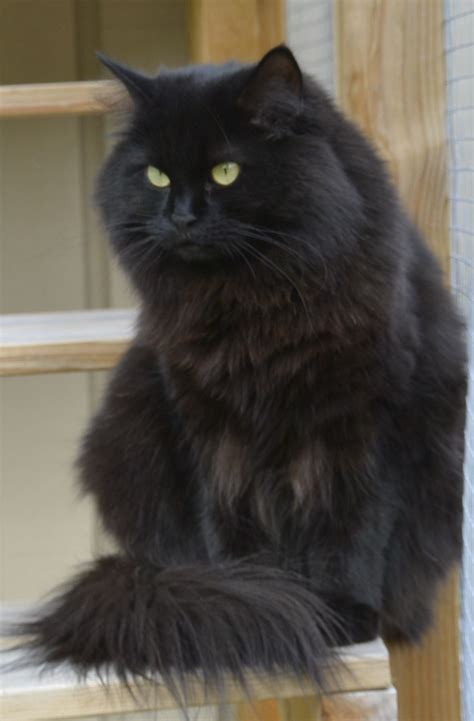 My black Siberian cat, Lovely Kerstin! | Black cat breeds, Fluffy black ...