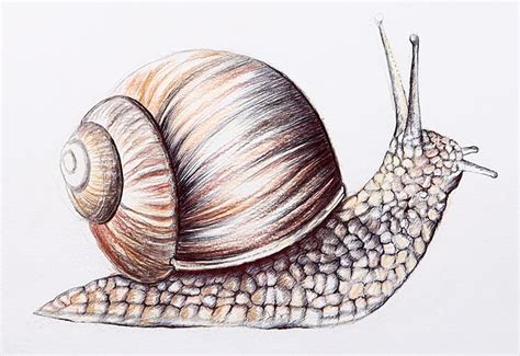 Top more than 126 realistic snail drawing latest - vietkidsiq.edu.vn