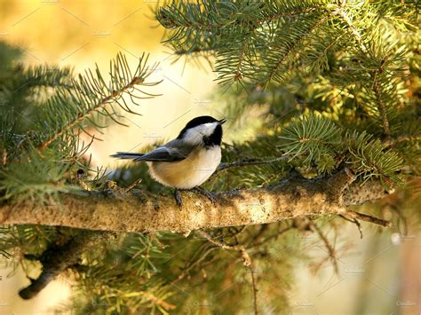 little bird singing | Animal Stock Photos ~ Creative Market