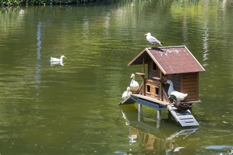 Domestic Duck House Plans Free - Modern Home Plans