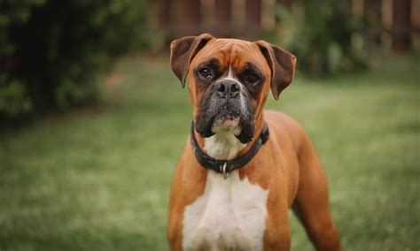 Boxer Dog Breed: Characteristics, Care & Photos | BeChewy