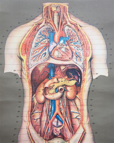 [DIAGRAM] Female Abdomen Anatomy Diagram - MYDIAGRAM.ONLINE