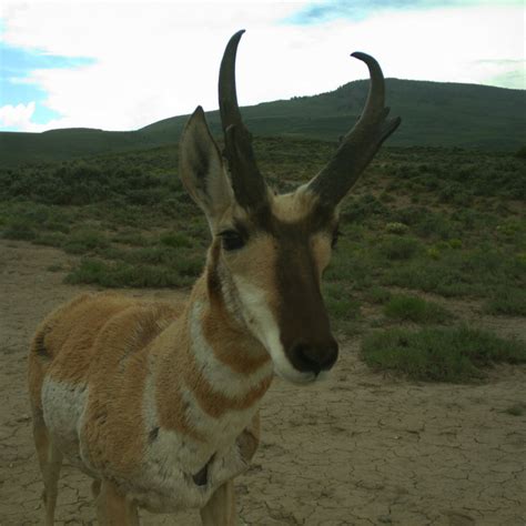 Prioritizing Wildlife-Highway Mitigation in Colorado - ECO Resolutions