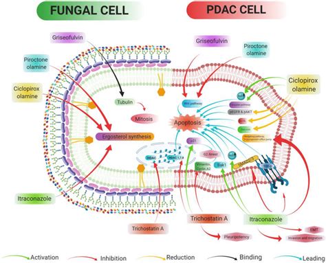 The figure shows the mechanism of action of antifungals on fungal cell ...