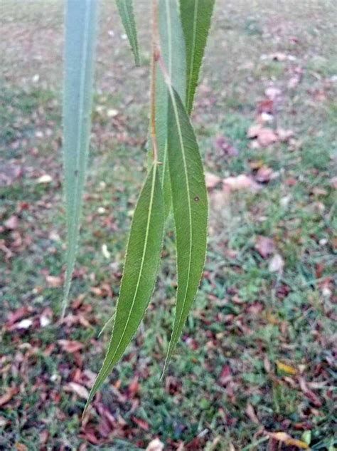 Black Willow (Salix nigra) - Learning Stations at Ariel Foundation Park