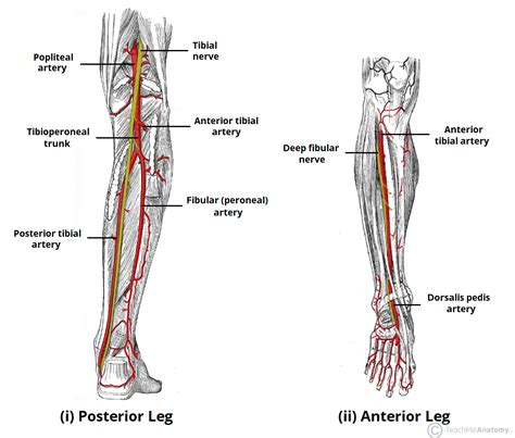 Arteries of the Lower Limb - Thigh - Leg - Foot - TeachMeAnatomy